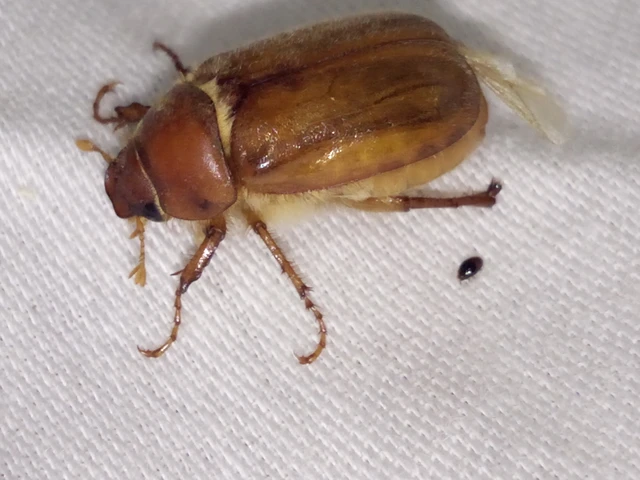 Amphimallon burmeisteri