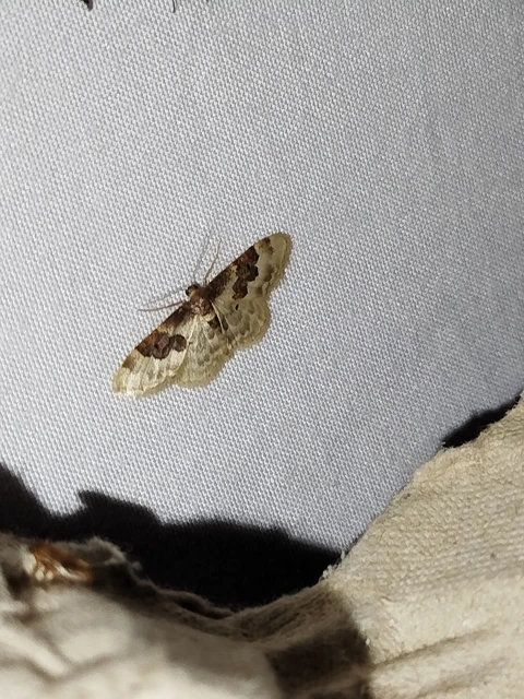 Idaea rusticata - tarka apróaraszoló