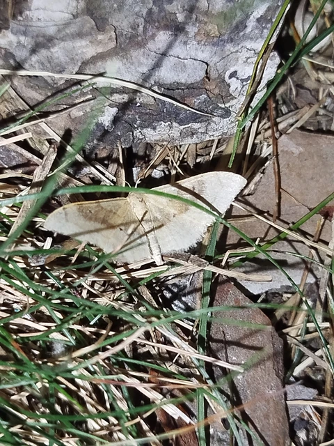 Idaea degeneraria - barnasávos araszoló