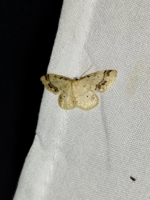 Idaea trigeminata - csúcsfoltos apróaraszoló