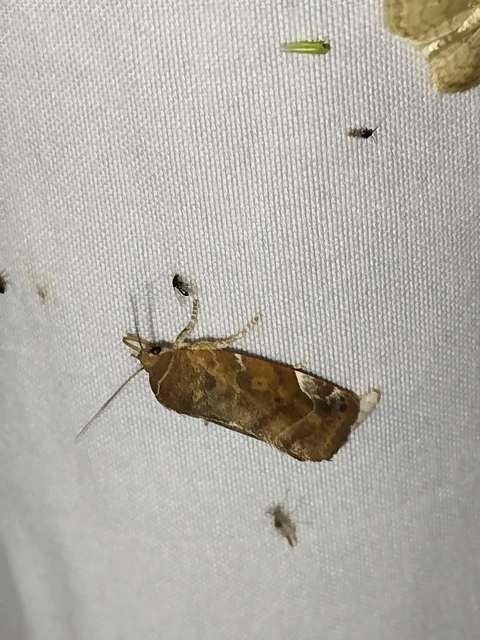 Cosmia affinis - barna lombbagoly
