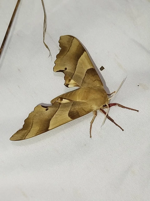 Marumba quercus - tölgyfaszender