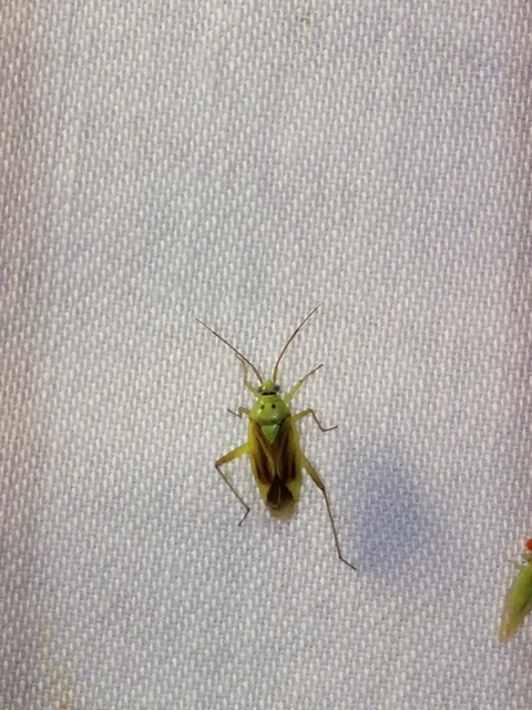 Closterotomus norwegicus - zöld mezeipoloska