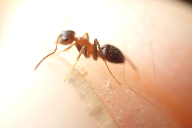 Lasius emarginatus - vöröstorú feketehangya