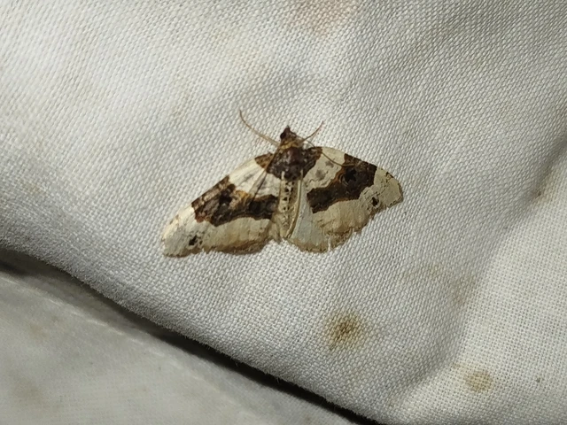Cosmorhoe ocellata - szemes galajaraszoló