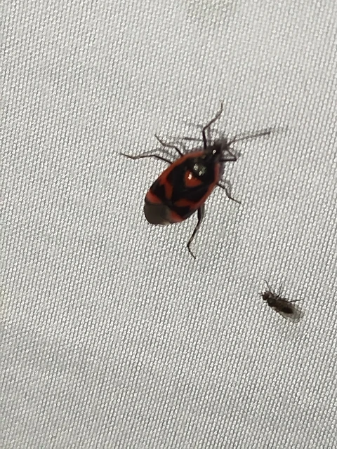 Deraeocoris trifasciatus - nagy mezeipoloska