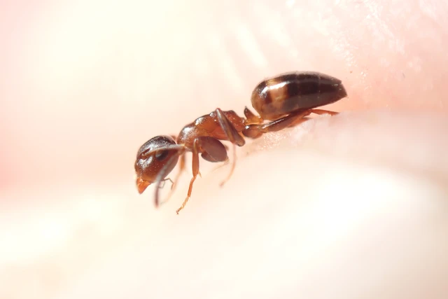 Colobopsis truncata - kapushangya