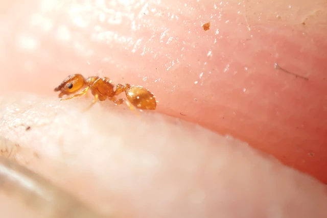 Temnothorax unifasciatus - gyűrűs kéreghangya
