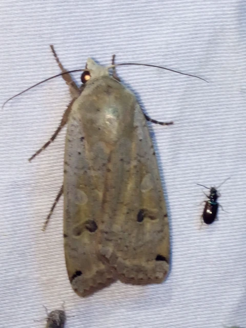 Noctua pronuba - nagy sárgafűbagoly