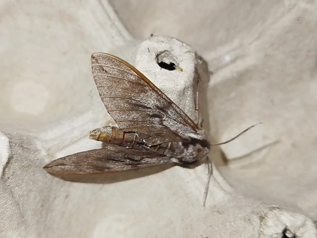 Hyloicus pinastri - fenyőszender