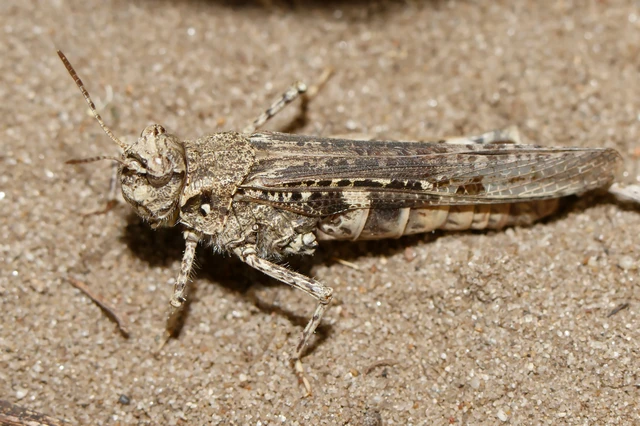 Acrotylus insubricus - önbeásósáska