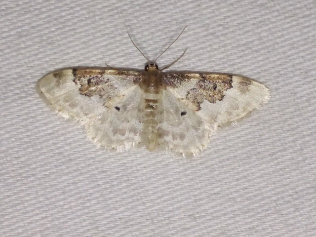 Idaea rusticata - tarka apróaraszoló