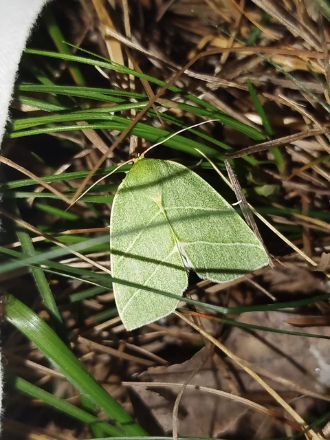 Bena bicolorana - tölgyfa-zöldbagoly