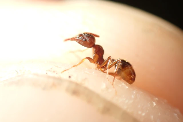 Aphaenogaster subterranea - vörös karcsúhangya