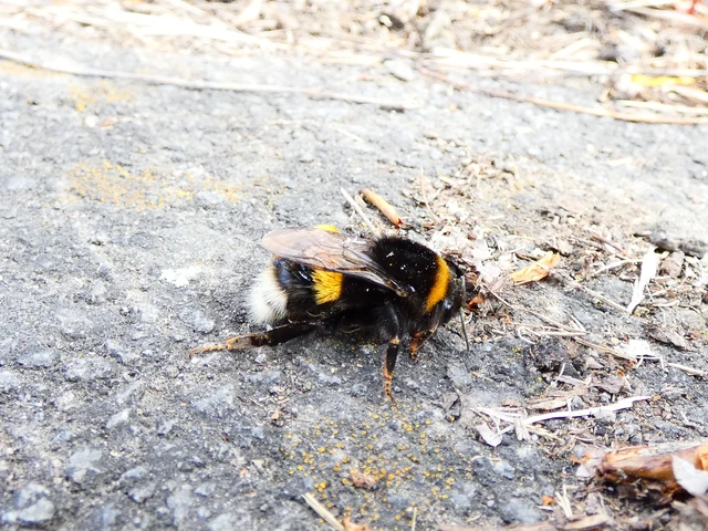 Bombus - poszméhek