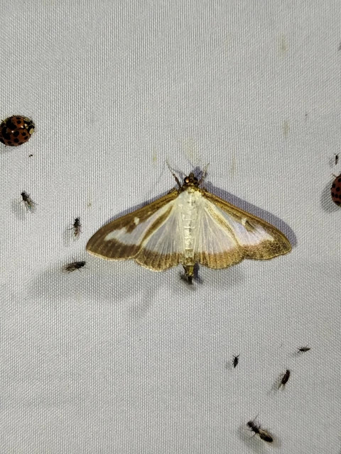 Cydalima perspectalis - puszpáng-tűzmoly