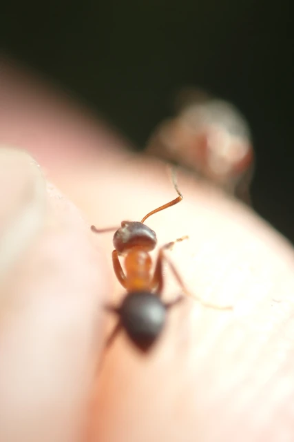 Lasius emarginatus - vöröstorú feketehangya