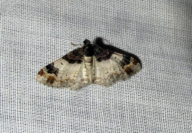 Catarhoe cuculata - csuklyás tarkaaraszoló