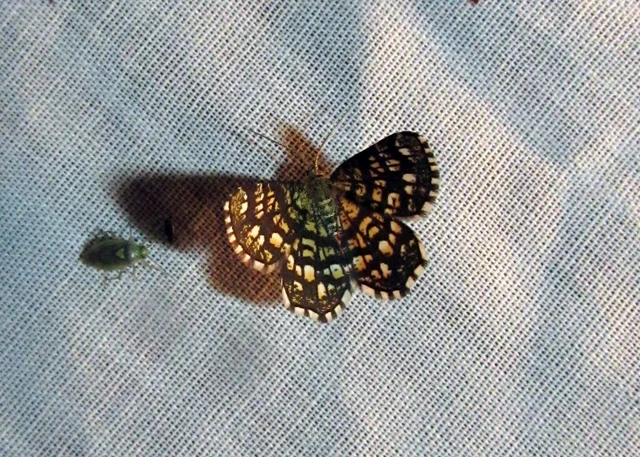 Chiasmia clathrata - rácsos rétiaraszoló