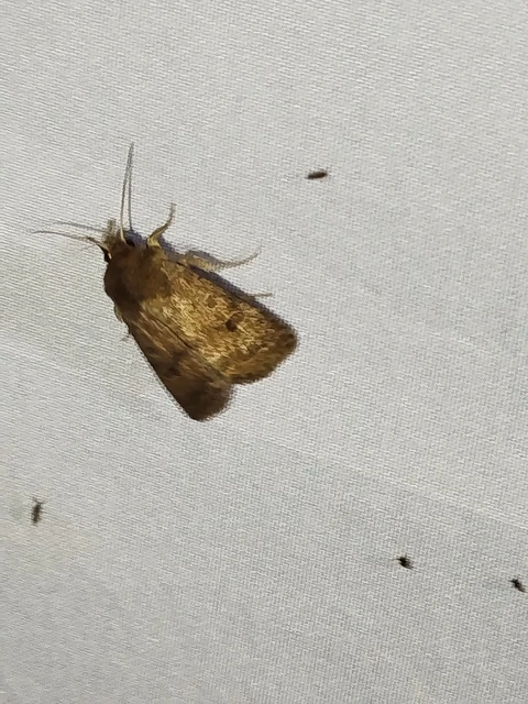 Hoplodrina octogenaria - barna selymesbagoly