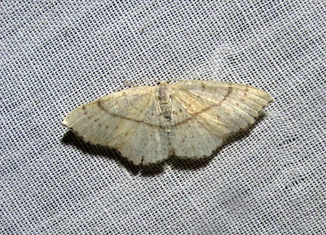 Cyclophora