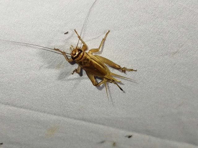 Acheta domesticus - házi tücsök