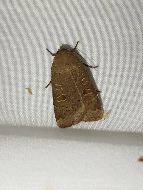 Noctua comes - kis sárgafűbagoly