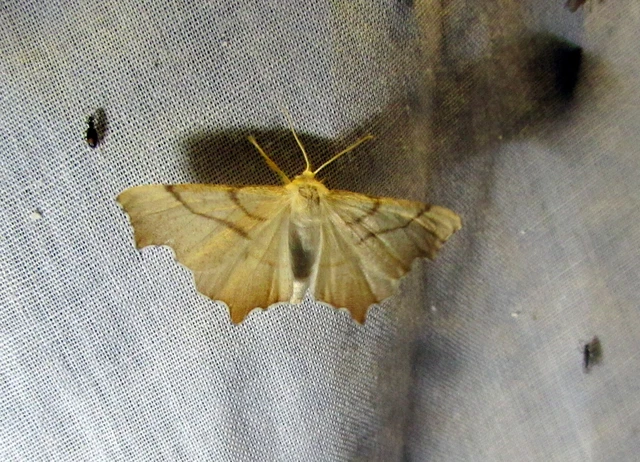 Ennomos erosaria - hársfa-levélaraszoló