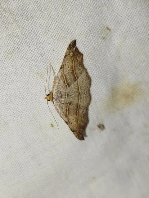 Laspeyria flexula - zuzmóbagoly
