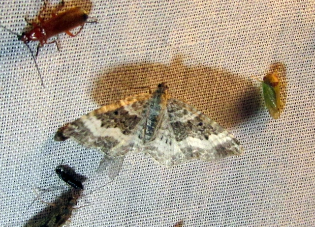 Epirrhoe alternata - galaj-tarkaaraszoló