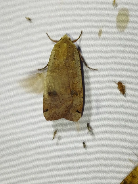 Noctua pronuba - nagy sárgafűbagoly