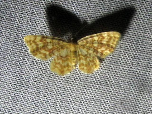 Hydrelia flammeolaria - narancssárga araszoló