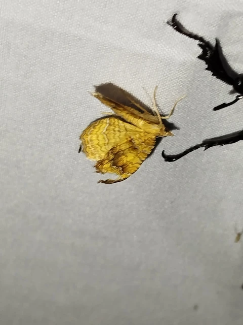 Camptogramma bilineata - kétvonalas sávosaraszoló