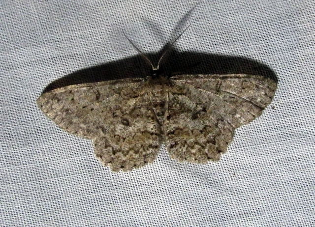 Hypomecis punctinalis - pettyes faaraszoló