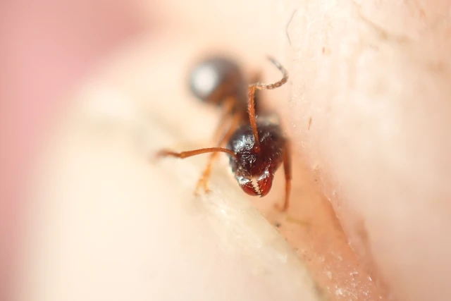 Lasius platythorax - erdei feketehangya