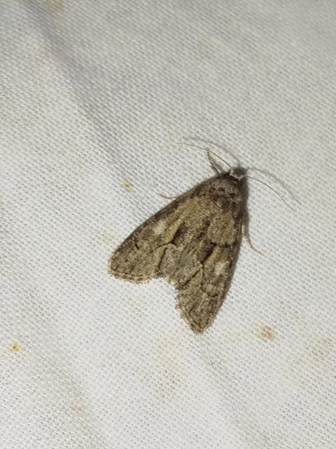 Cryphia fraudatricula - homoki zuzmóbagoly