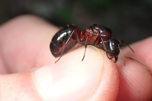 Camponotus ligniperda - faodvasító lóhangya