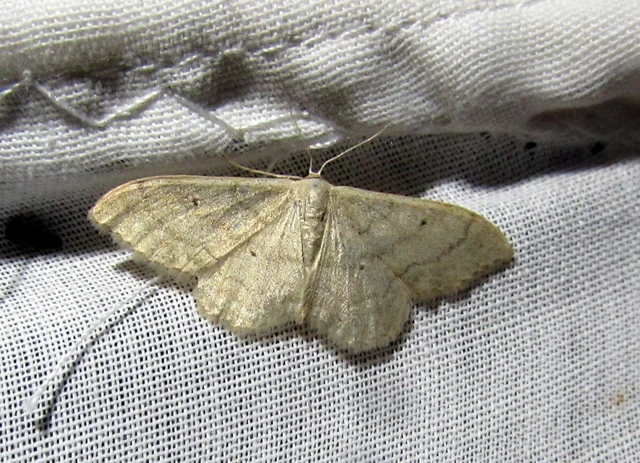 Idaea deversaria - egyszínű sávosaraszoló