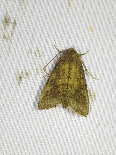 Parastichtis suspecta - sötét erdeibagoly