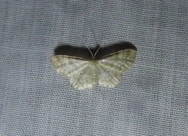 Idaea fuscovenosa - szürkeszélű apróaraszoló
