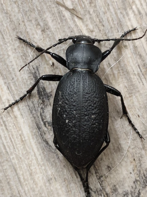 Carabus coriaceus - bőrfutrinka Carabus coriaceus - bőrfutrinka