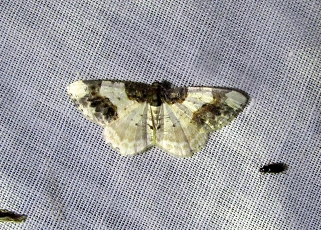 Ligdia adustata - barna levélaraszoló