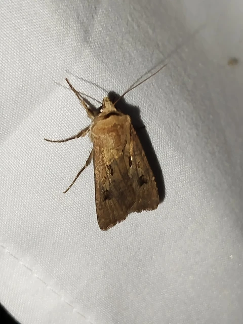 Agrotis exclamationis - felkiáltójeles földibagoly