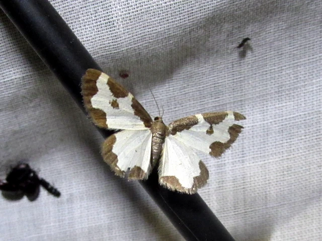 Lomaspilis marginata - szegélyes nyárfaaraszoló
