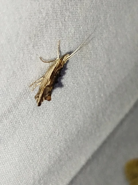 Ypsolopha scabrella - körtelevél-tarkamoly