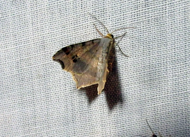 Macaria alternata - közönséges szürkearaszoló