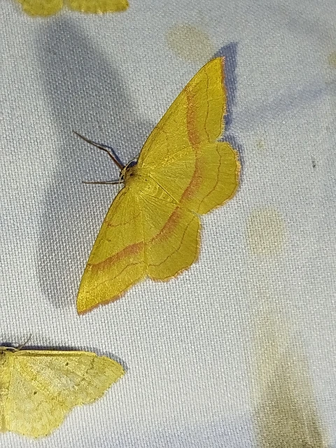 Rhodostrophia vibicaria - pirosszélű araszoló