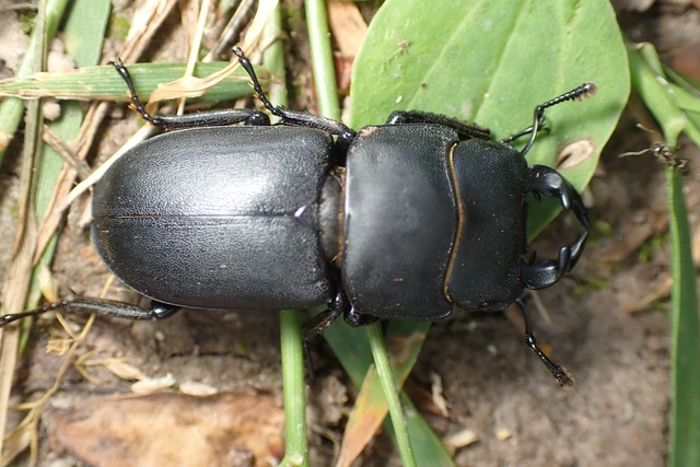 Dorcus parallelipipedus - kis szarvasbogár