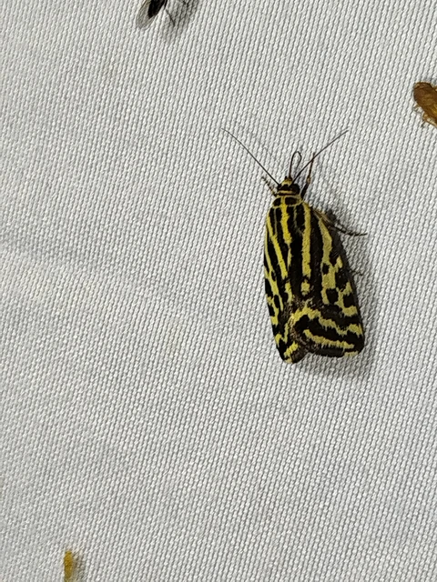 Emmelia trabealis - zebrabagoly