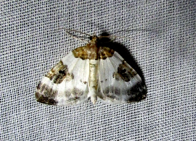 Plemyria rubiginata - barnafoltos fehéraraszoló